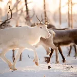 Lapin Hiisi Joen Rannalla * Ranua