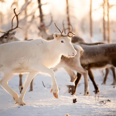 Lapin Hiisi Joen Rannalla * Ranua